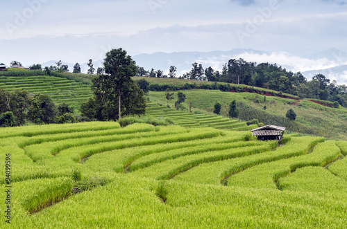 green Terraced Rice Field in Chiangmai  Thaliand