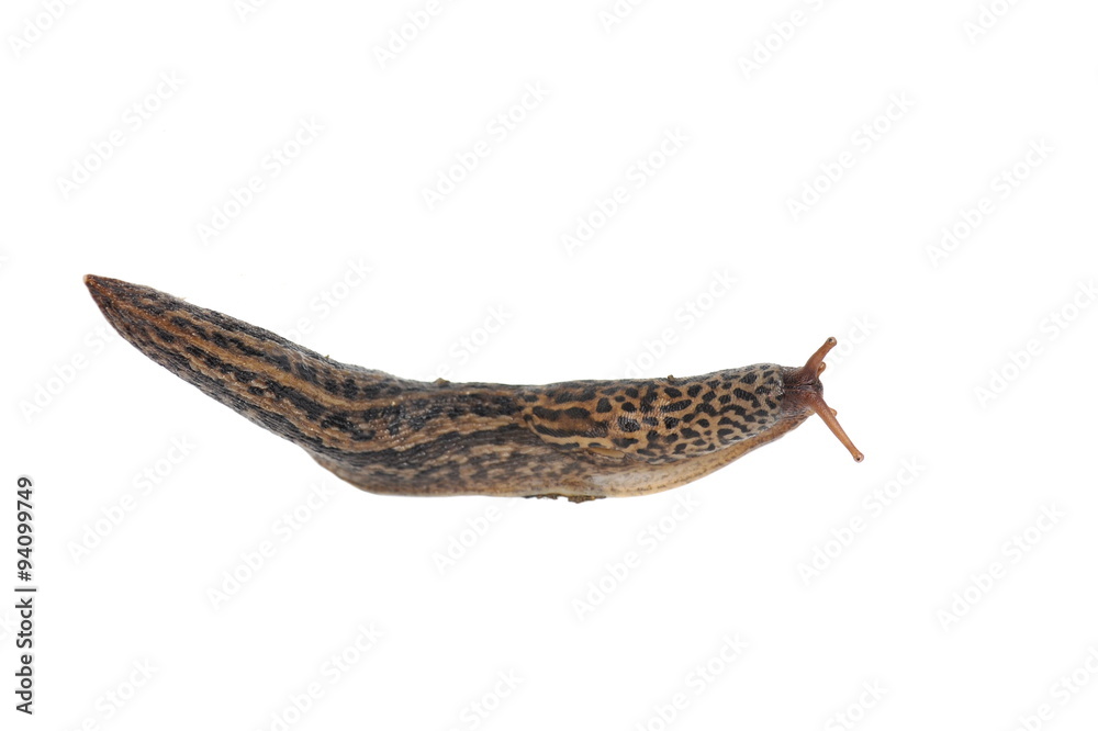 Great grey slug isolated on white background Great grey slug isolated on white background