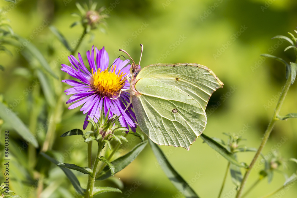 Naklejka premium Gonepteryx rhamni, Common Brimstone, Brimstone on Aster, Germany, Europe