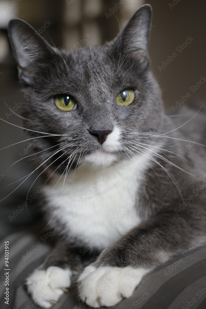 Animals: Cat - gray
Animals: Cat - gray