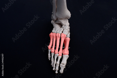Metatarsal Bones  photo