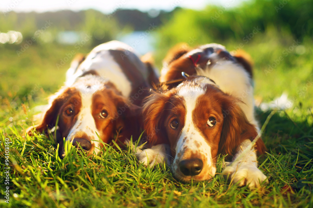 Two Welsh Springer Spaniels lying in a green grass on the sunset