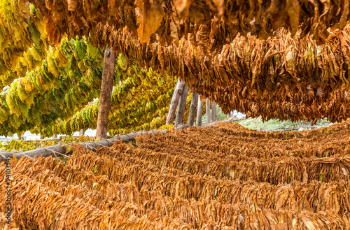 Classical way of drying tobacco