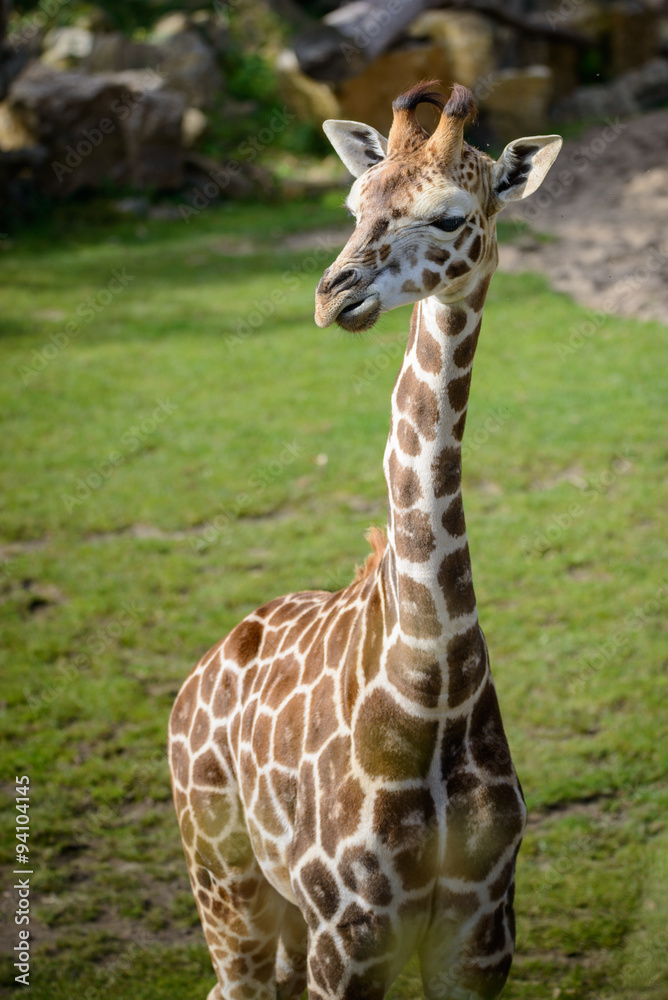 Portrait of cute, young giraffe in zoo. Portrait of cute, young giraffe in zoo.