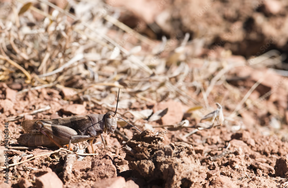 Three-banded Range Grasshopper (Hadrotettix trifasciatus) Three-banded Range Grasshopper (Hadrotettix trifasciatus)