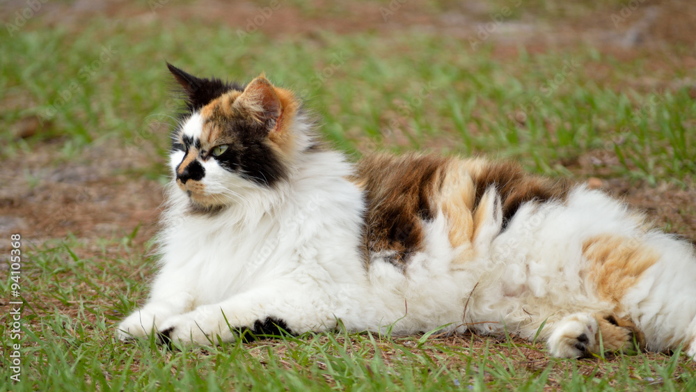 Calico cat laying in grassy yard