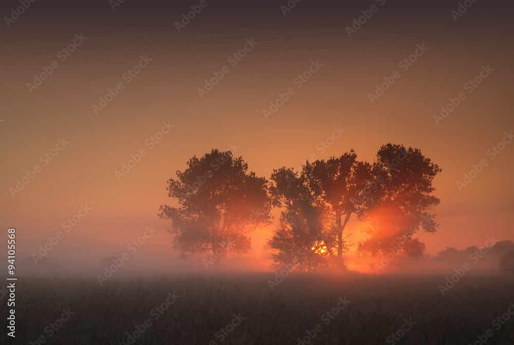Obraz premium Sunrise between trees on a misty meadow