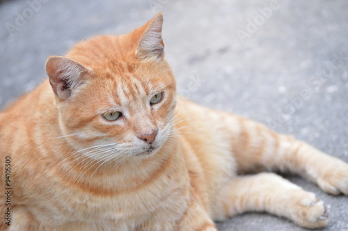 Male tabby cat laying on sidewalk
