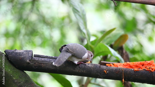 White-tipped Dove, Leptotila verreauxi, eating fruit at a feeder photo