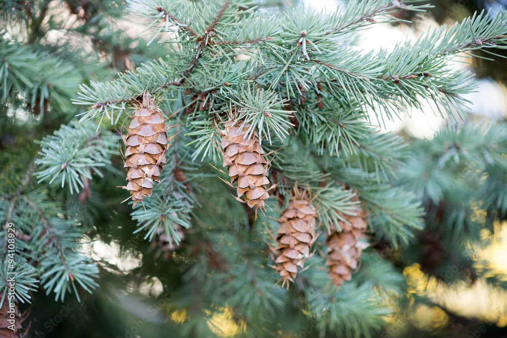 Pine tree with cones