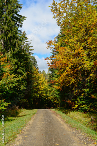 small road in autumn with trees on both sides