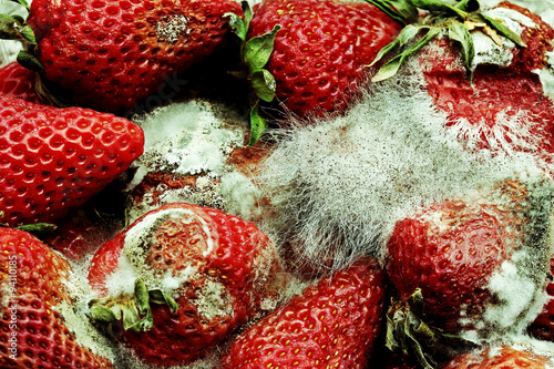 Schimmelpilz auf Erdbeeren photo