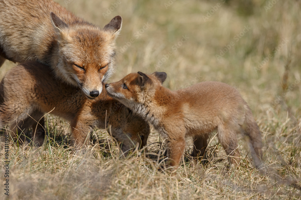Fototapeta premium Red fox cubs and mother