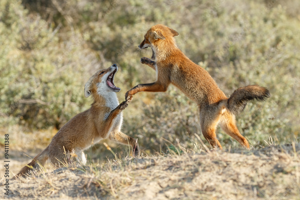 Fototapeta premium Red fox cubs fighting