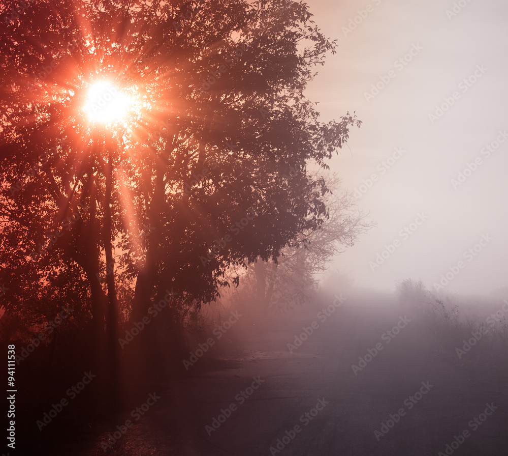 Sunlight through the tree