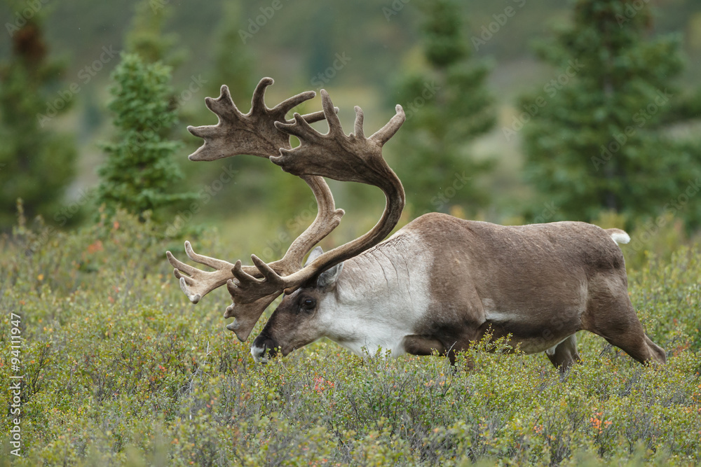Naklejka premium Caribou at Denali park Alaska
