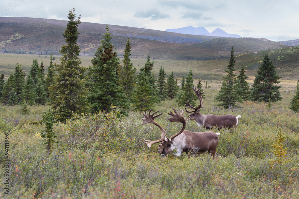 Naklejka premium Caribou at Denali park Alaska
