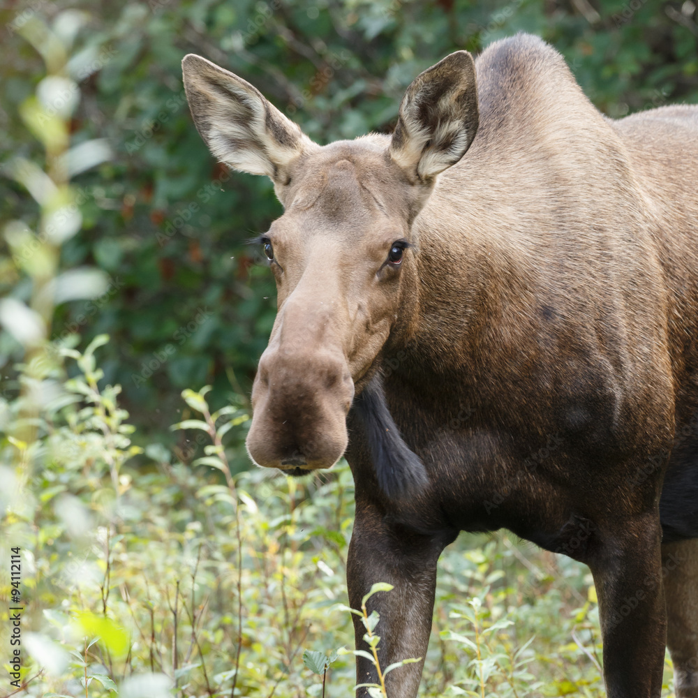 Fototapeta premium Moose or Bull moose at Denali park Alaska