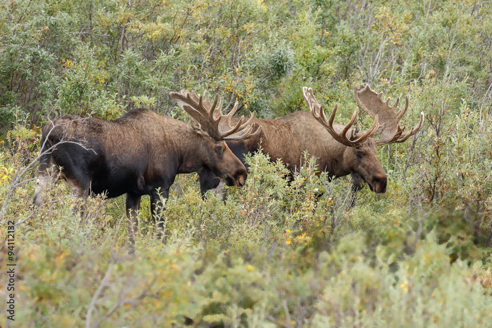 Moose or Bull moose at Denali park Alaska Moose or Bull moose at Denali park Alaska