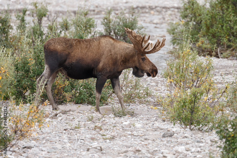 Moose or Bull moose at Denali park Alaska Moose or Bull moose at Denali park Alaska