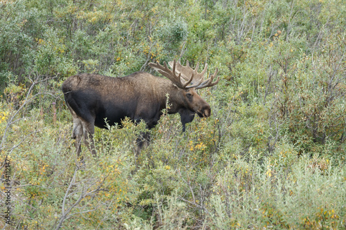 Wallpaper Mural Moose or Bull moose at Denali park Alaska Torontodigital.ca