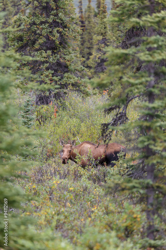 Moose or Bull moose at Denali park Alaska