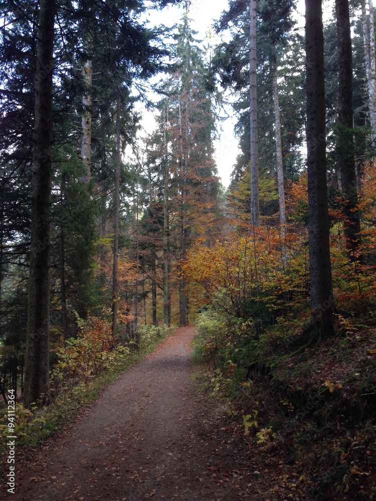 autumn in the forest