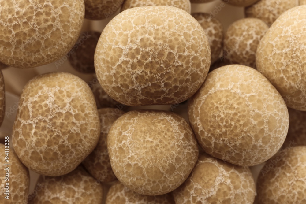 Bunashimeji, Japanese mushroom Bunashimeji, Japanese mushroom