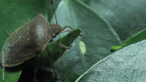 Green crum on leaves