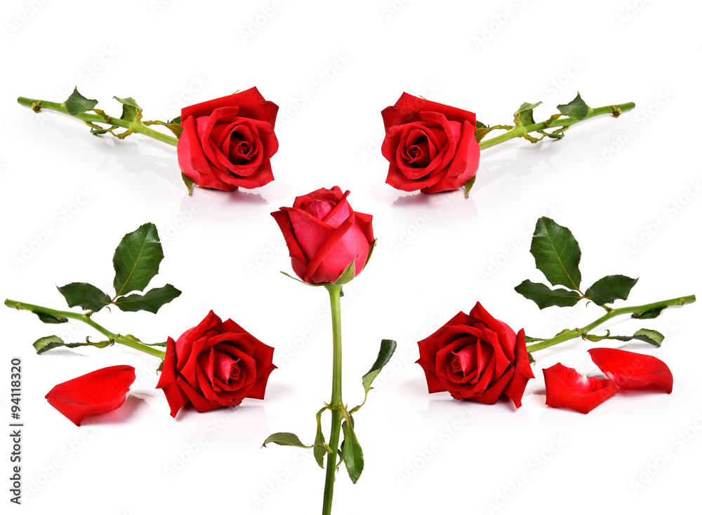 Red rose on white background - obrazy, fototapety, plakaty 