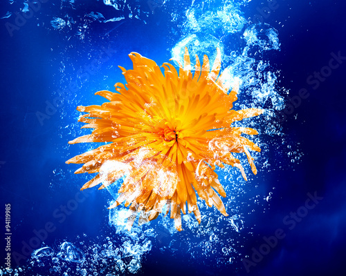 Yellow flower in water