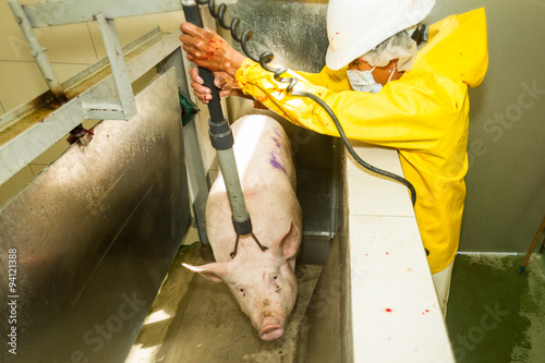 A pig is stunned with an electrical shock by workers in a slaughterhouse before being sacrificed for human consumption, causing pain and hurt. photo