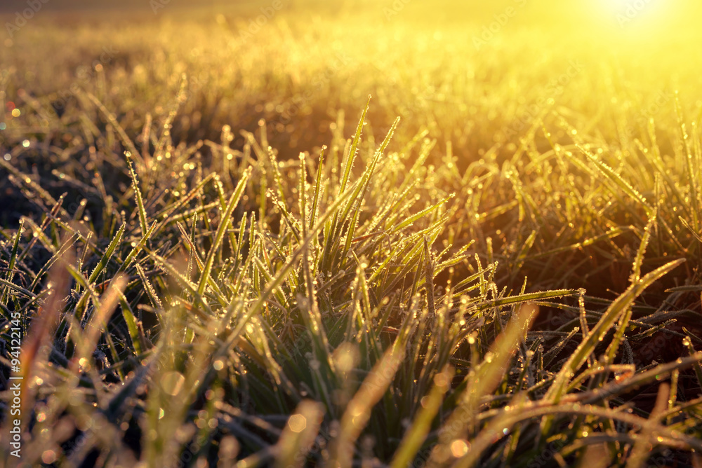 Fototapeta premium Frozen grass at sunrise close up. Nature background.