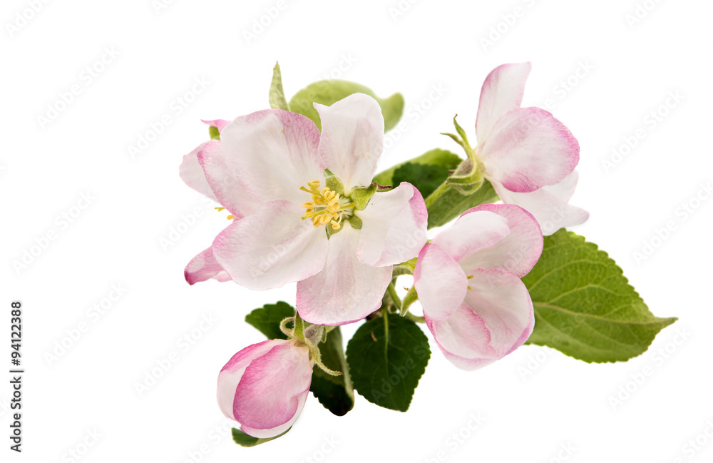 apple tree branch with flowers apple tree branch with flowers