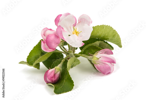 apple tree branch with flowers