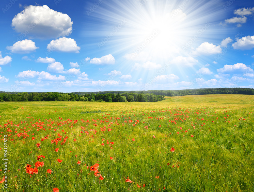 Spring landscape with red poppies in wheat field