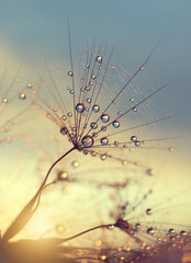 Dewy dandelion flower at sunset close up