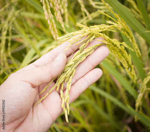 man hand with rice field