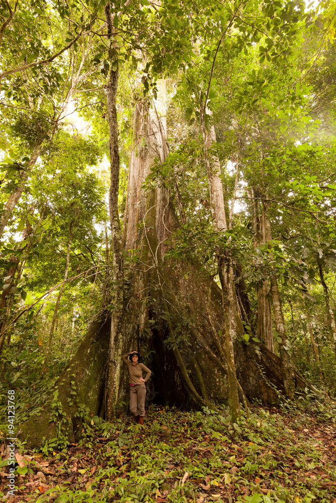 Fototapeta premium A biologist stands next to a massive 3 meter diameter kapok tree in the lush Ecuadorian jungle,studying its ecological significance.