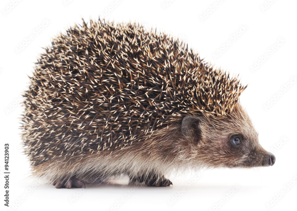 Prickly hedgehog. Prickly hedgehog.