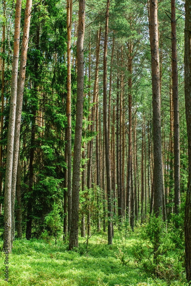 Fototapeta premium nice forest