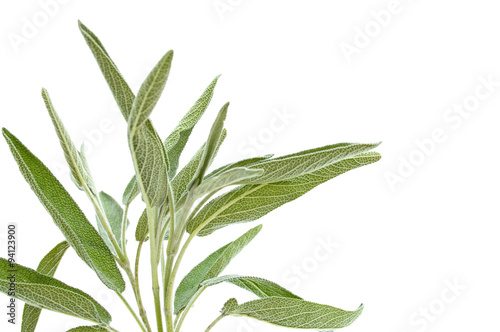 Sage branch isolated on white