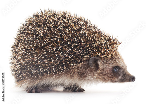 Prickly hedgehog.