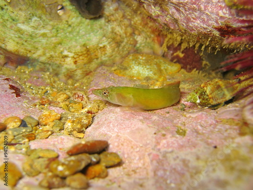 Connemara clingfish Lepadogaster candollei female photo