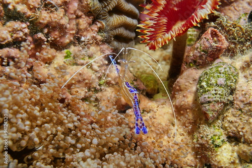 Pederson cleaner shrimp Ancylomenes pedersoni photo