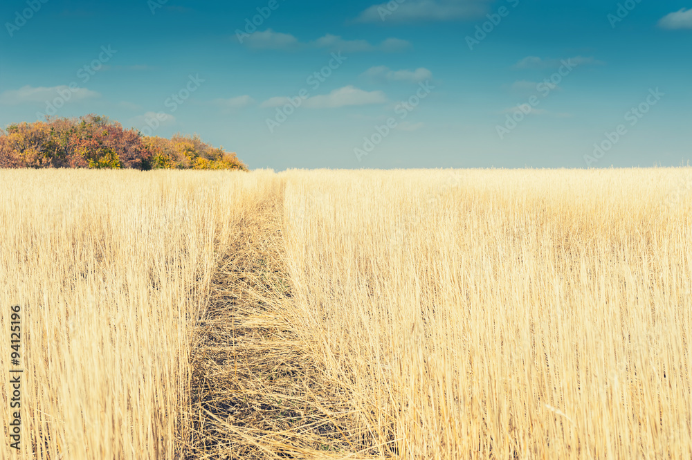 Beautiful autumn landscape with yellow field and blue sky