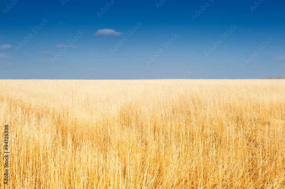 Beautiful autumn landscape with yellow field and blue sky.