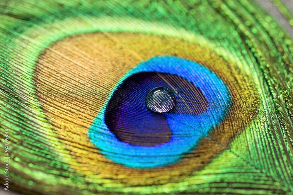 Fototapeta premium a water drop on peacock feather 