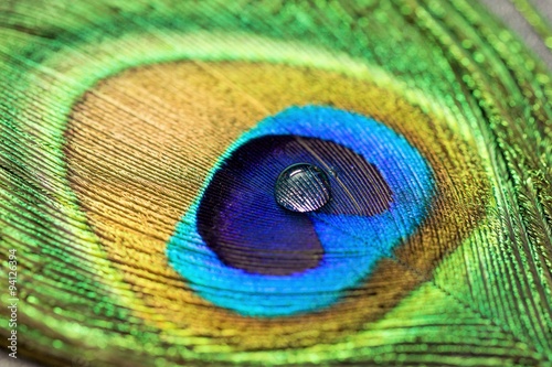 a water drop on peacock feather 