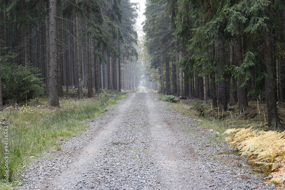 Naklejka premium Forest Road In The Coniferous Woodland